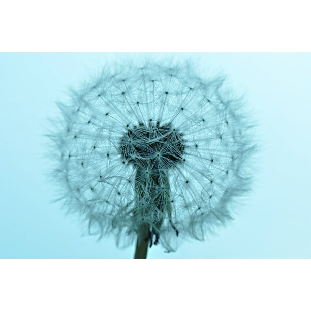 Beautiful Dandelion Puff In Wind Deluxe Printing Small Purse Portable Receiving Bag Beautiful Dandelion Puff In Wind Deluxe Printing Small Purse Portable Receiving Bag